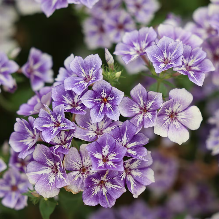 Phlox Drummondii ‘Sugar Stars’