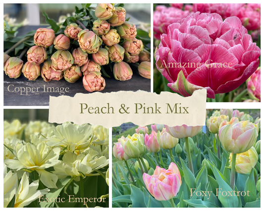 Tulip mix ‘Peach & Pink’ – 20 bulbs –