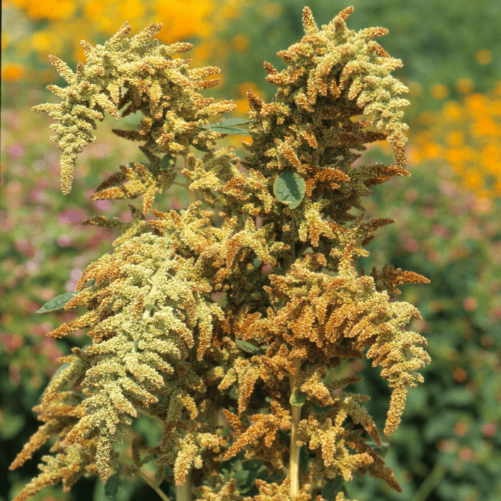 Amaranthus cruentus Autumn's Touch - Tuinkabouter Chrisje