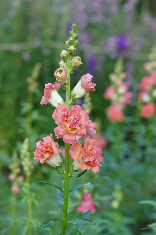 Antirrhinum Majus - Leeuwebek "Madame Butterfly Bronze with white " - Tuinkabouter Chrisje