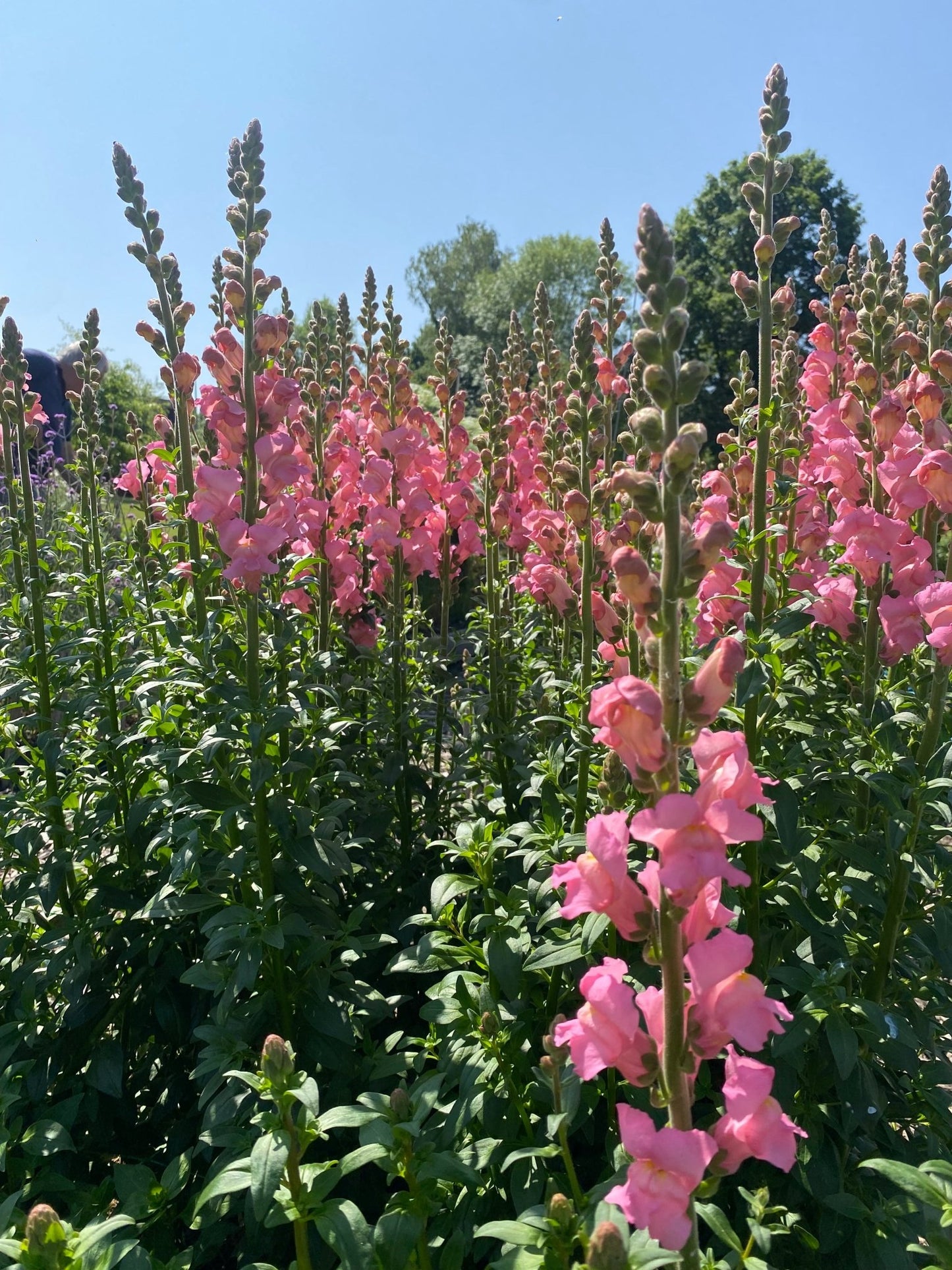 Antirrhinum majus - Leeuwebek Potomac "Early Pink' - Tuinkabouter Chrisje