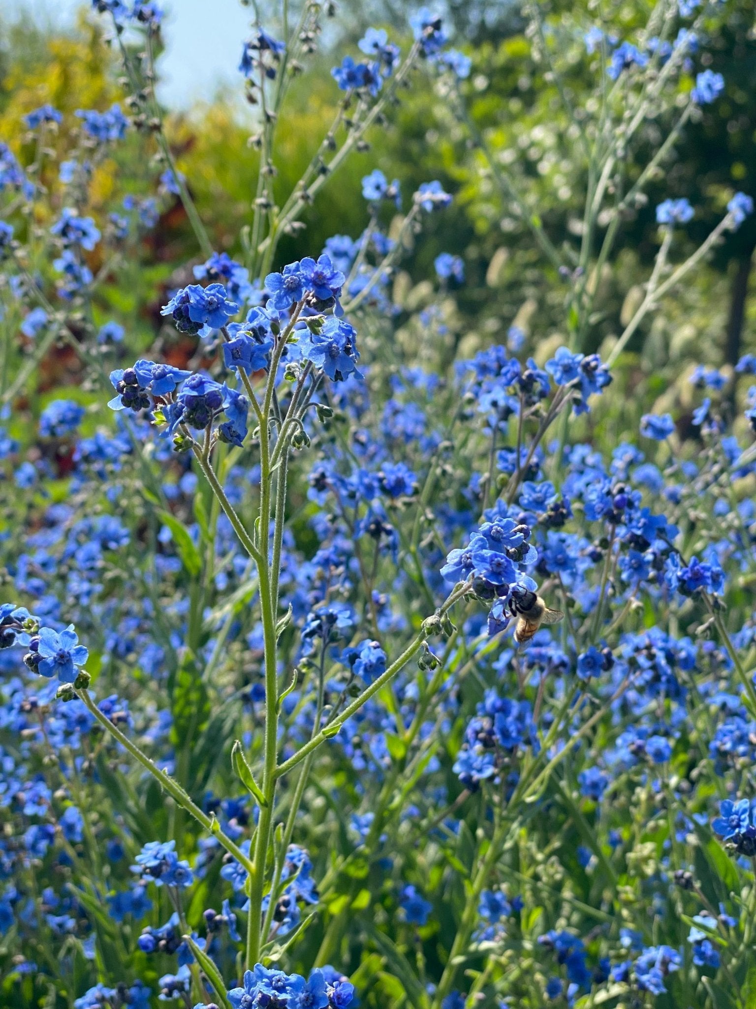 Chinese vergeet - me - nietjes "Blue showers" - Tuinkabouter Chrisje