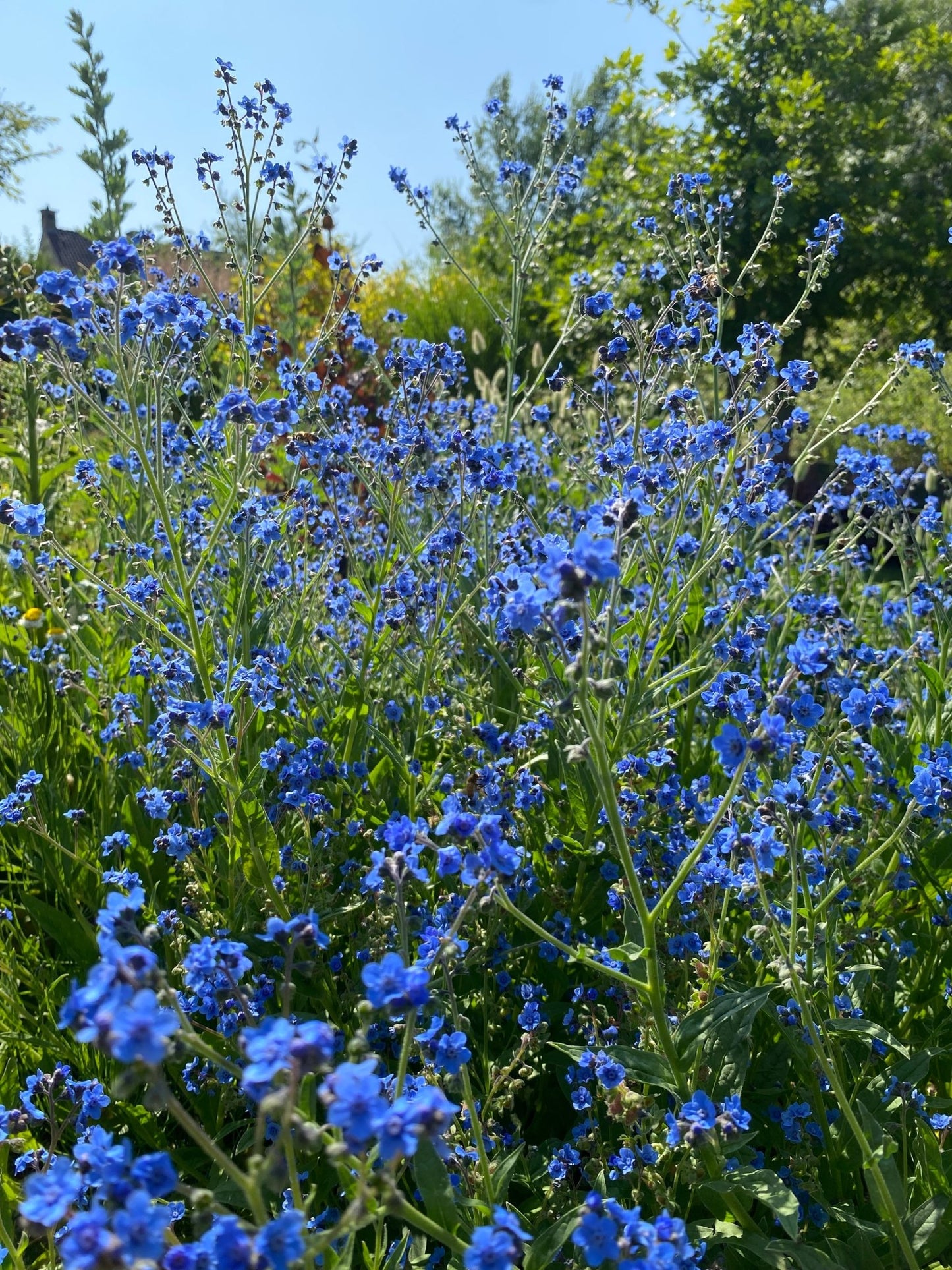 Chinese vergeet - me - nietjes "Blue showers" - Tuinkabouter Chrisje