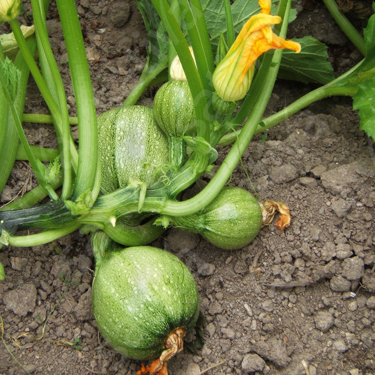 Courgette ‘Tondo di Nizza - Bio van Sativa - Tuinkabouter Chrisje