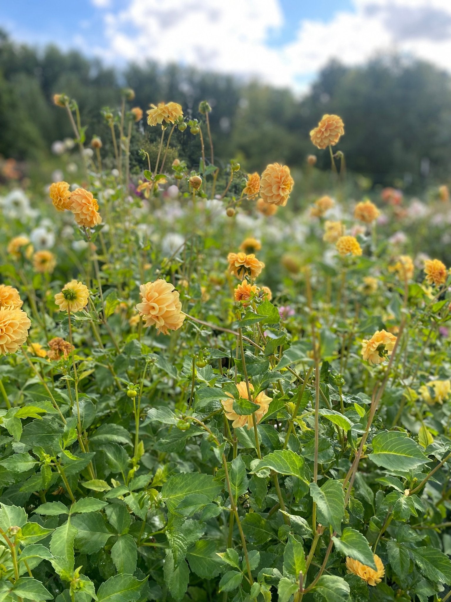 Dahlia Golden Scepter - Tuinkabouter Chrisje
