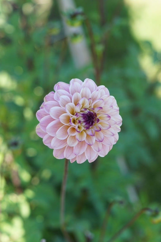 Dahlia Wine Eyed Jill - Tuinkabouter Chrisje