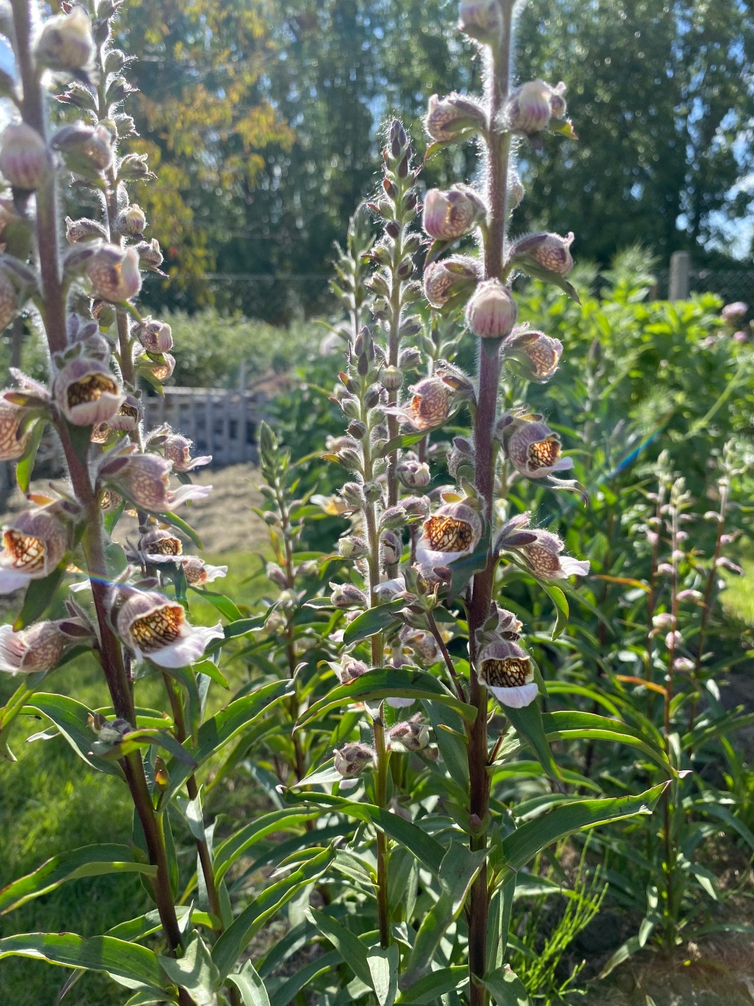 Digitalis lanata 'Café Crème' - Tuinkabouter Chrisje