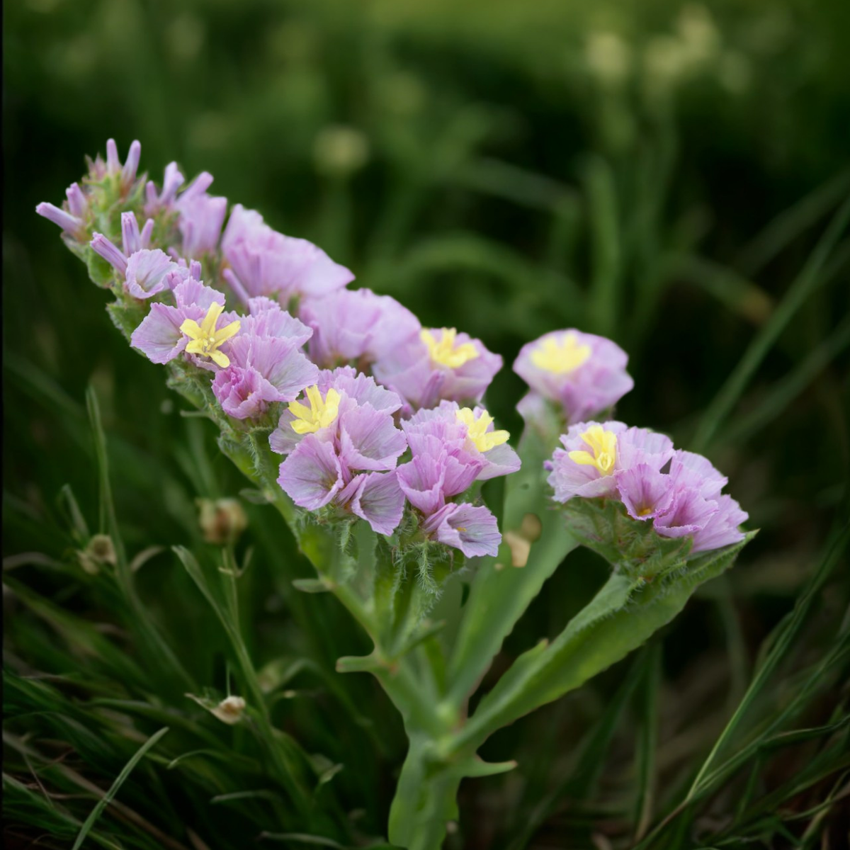 Limonium sinuatum Forever Happy