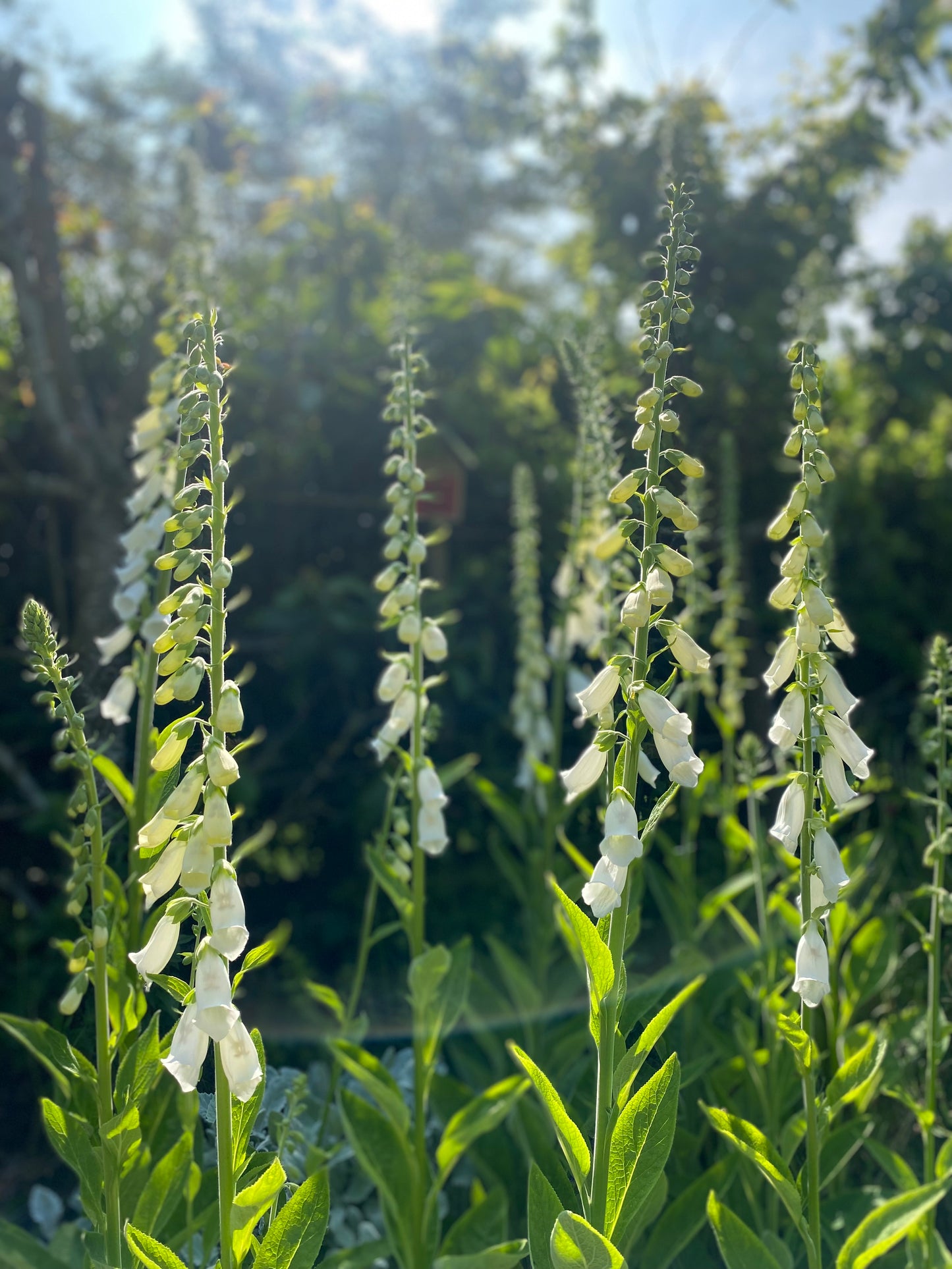 Digitale - Digitalis purpurea "Alba"