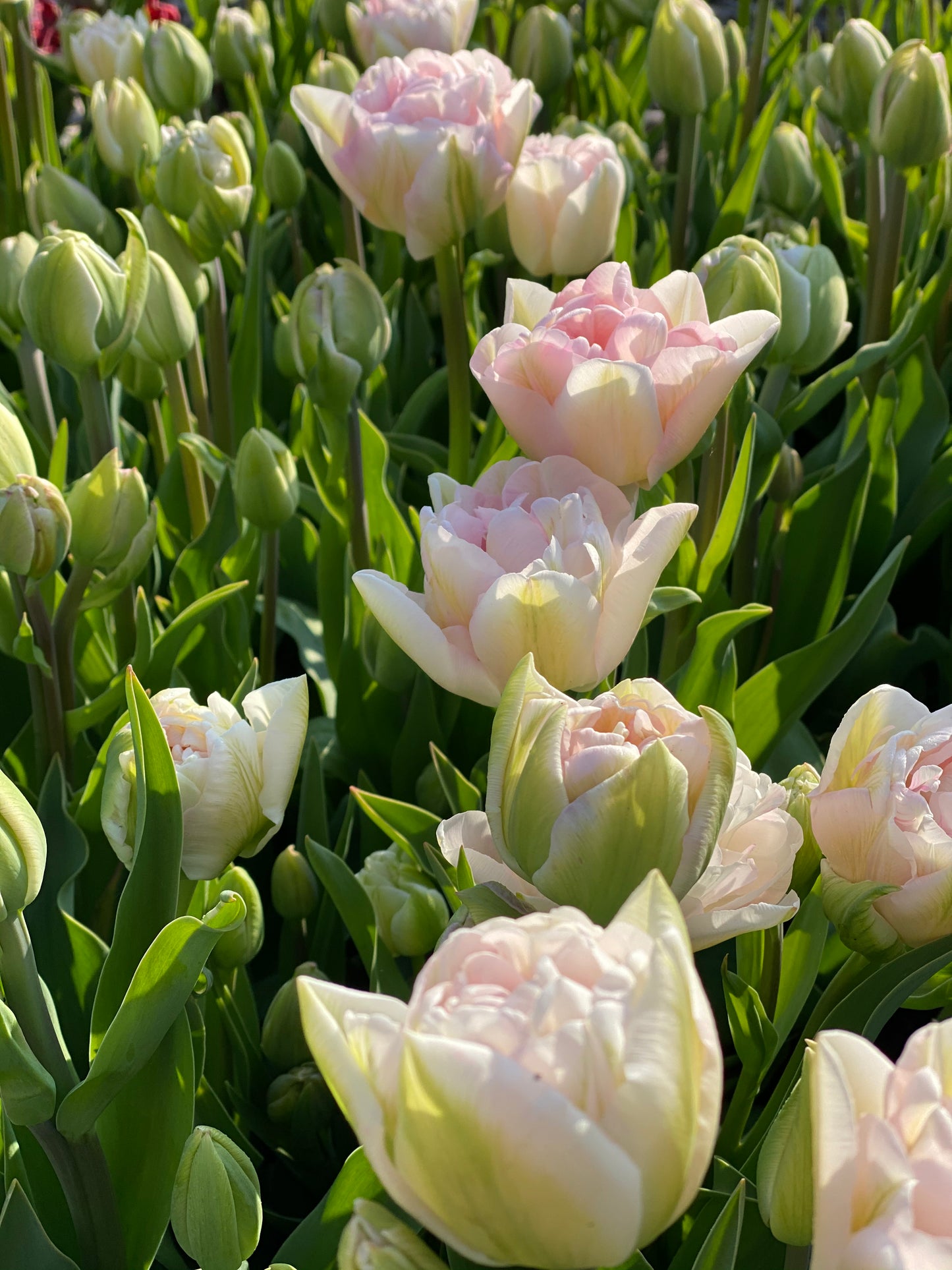 Tulip Averyron - pack of 10 flower bulbs