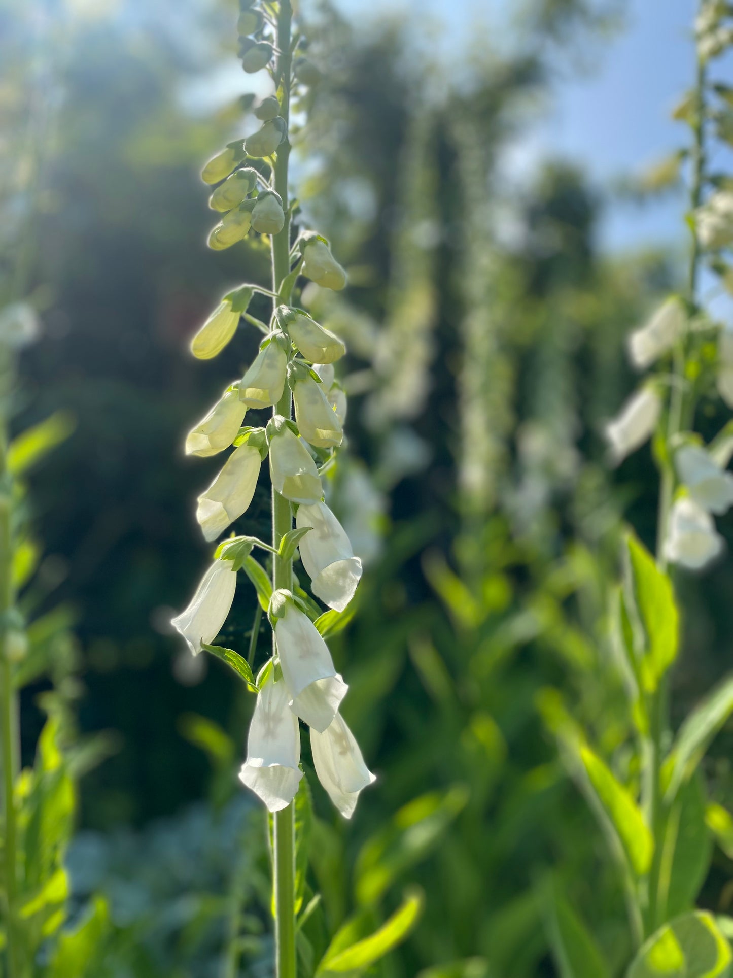 Digitale - Digitalis purpurea "Alba"