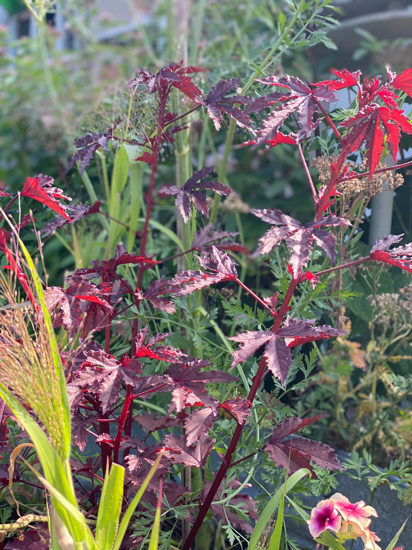 Hibiscus acetosella "Splendeur d'Acajou"