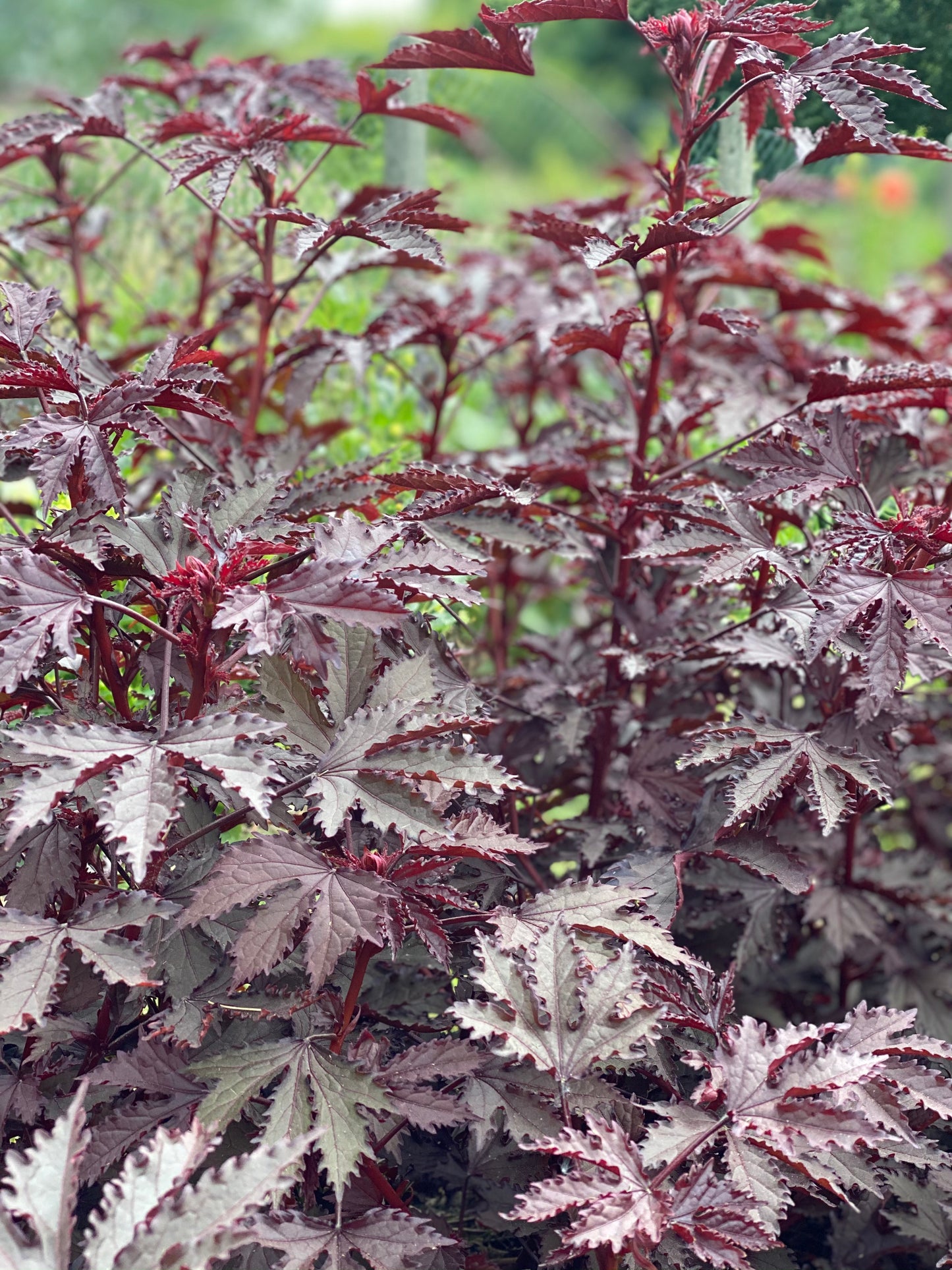 Hibiscus acetosella "Splendeur d'Acajou"