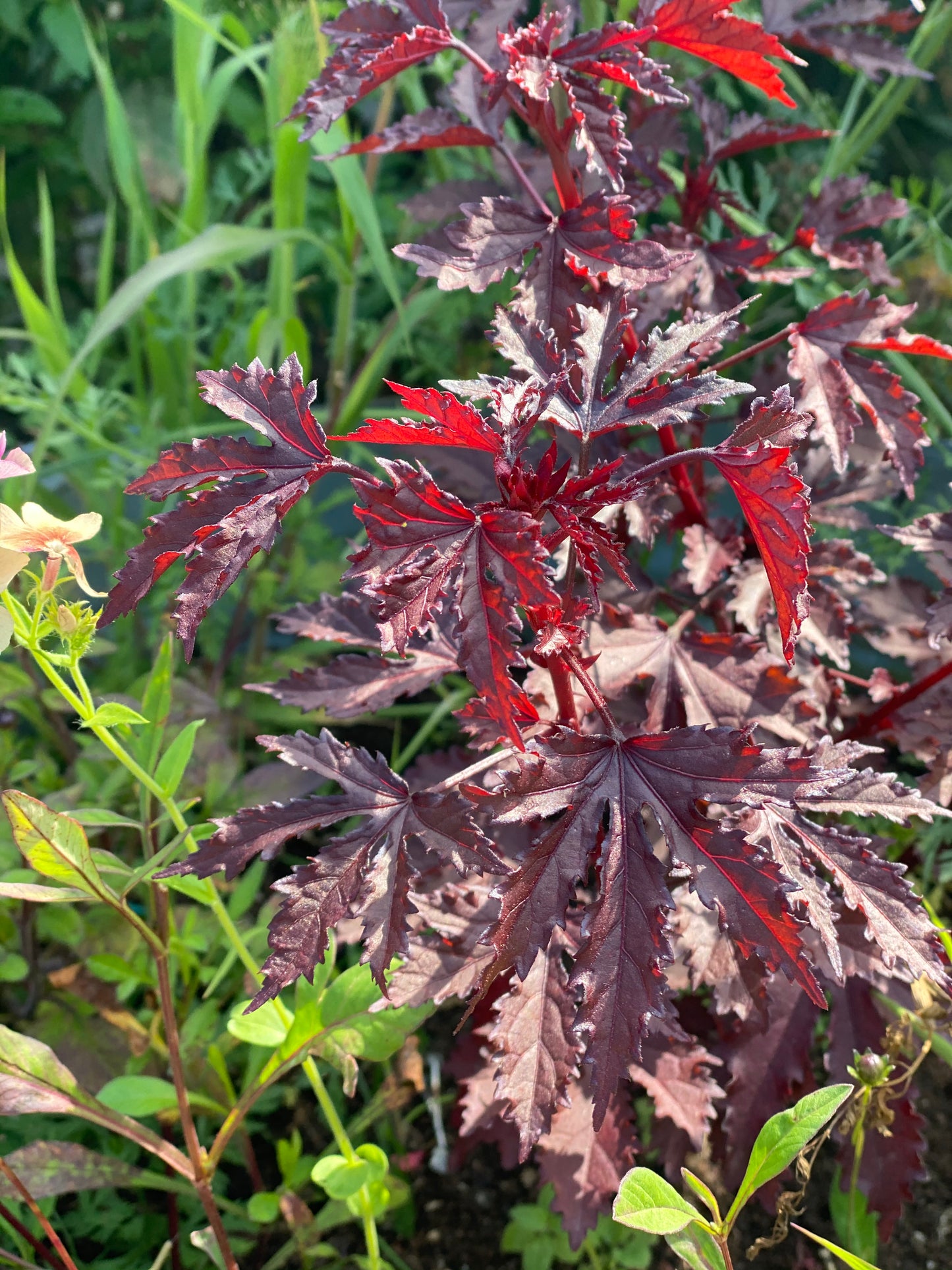 Hibiscus acetosella "Splendeur d'Acajou"