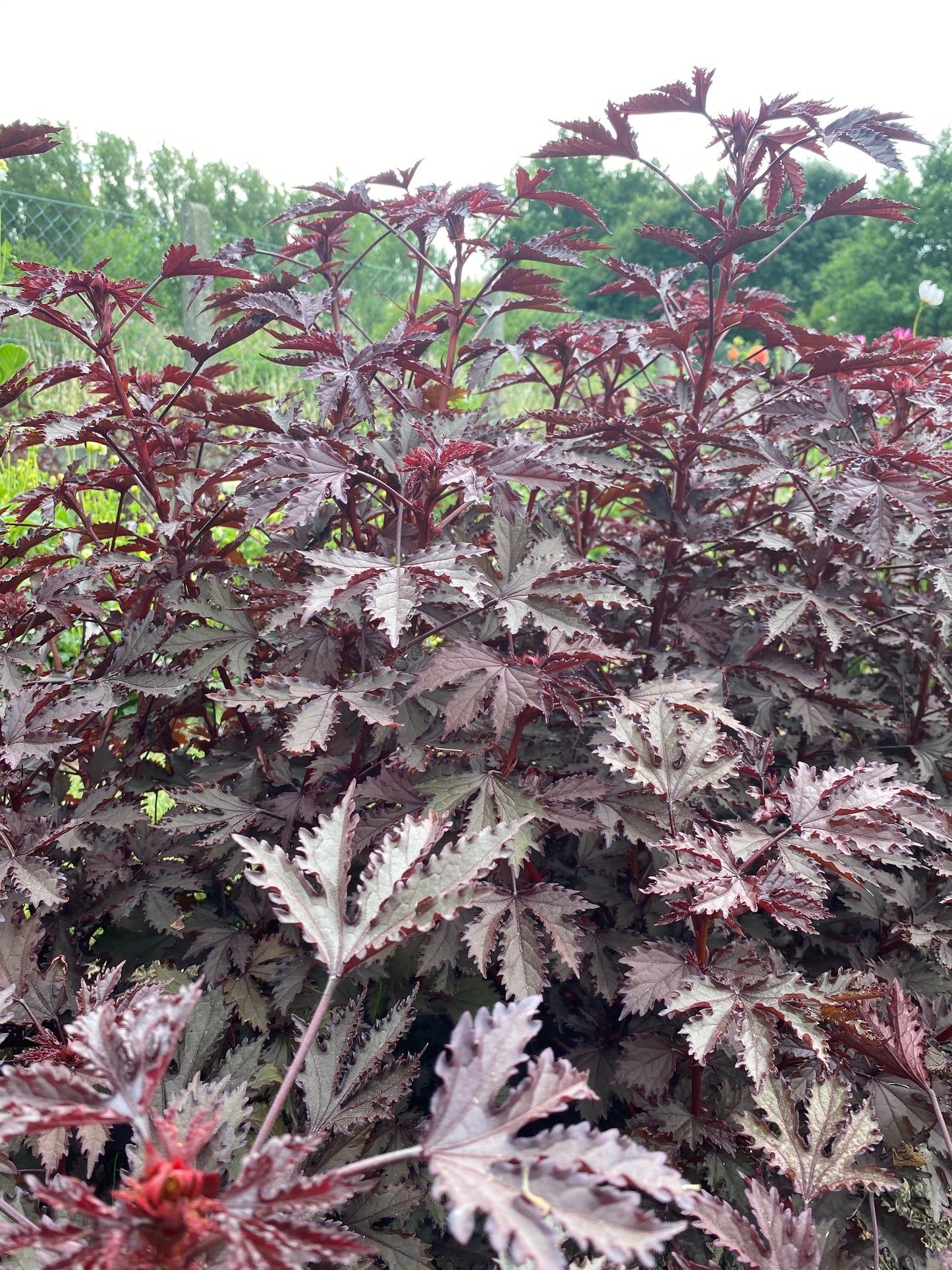 Hibiscus acetosella "Splendeur d'Acajou"