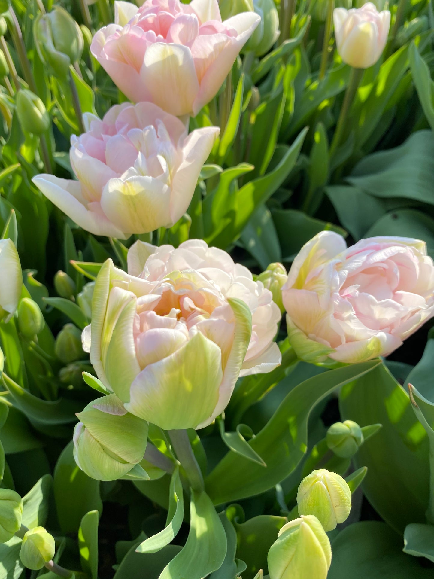 Tulip Averyron - pack of 10 flower bulbs