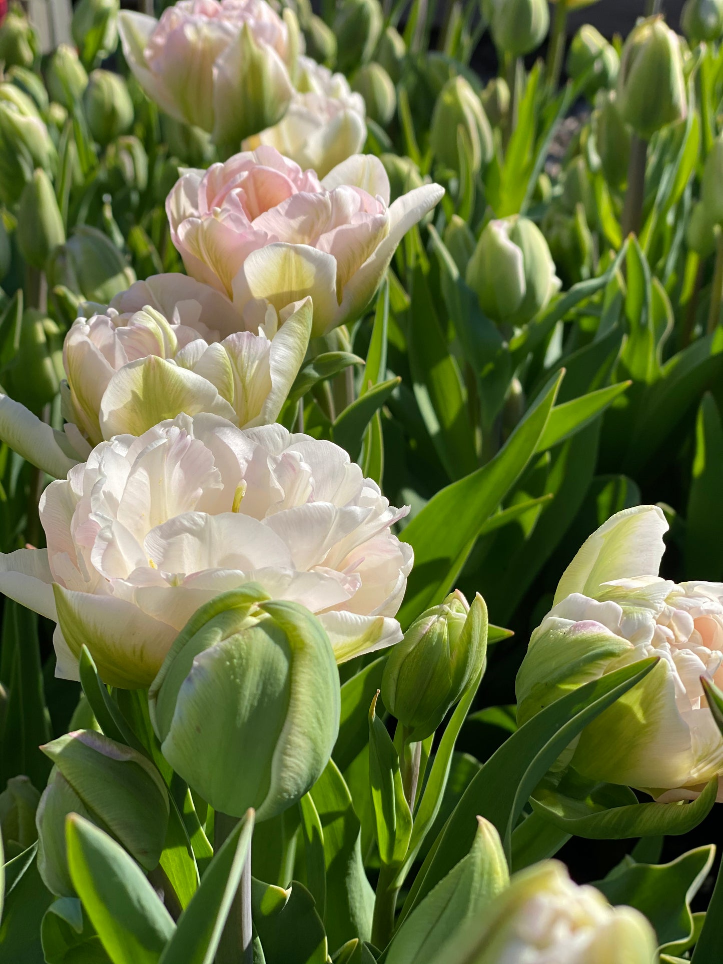 Tulip Averyron - pack of 10 flower bulbs
