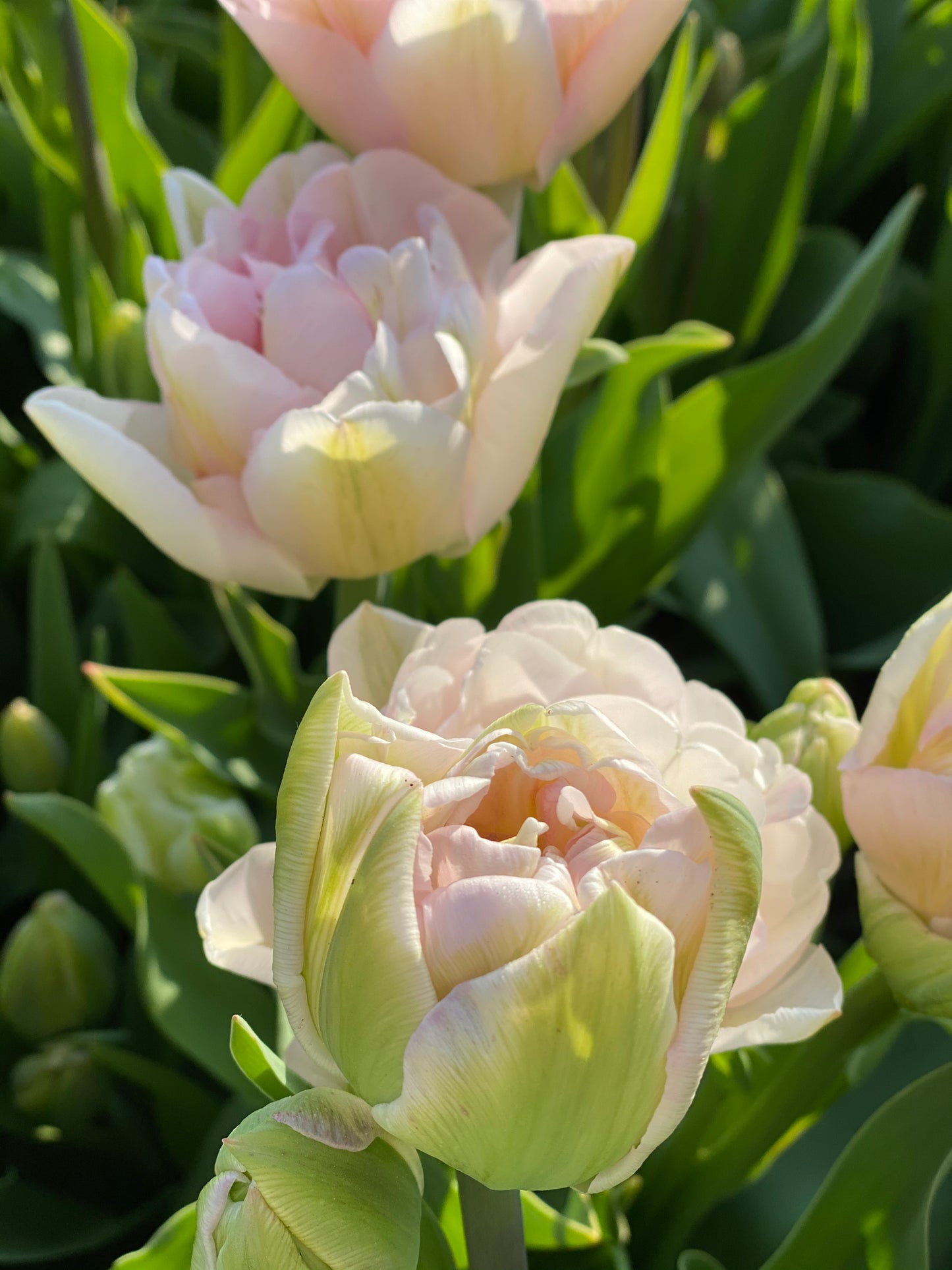 Tulip Averyron - pack of 10 flower bulbs