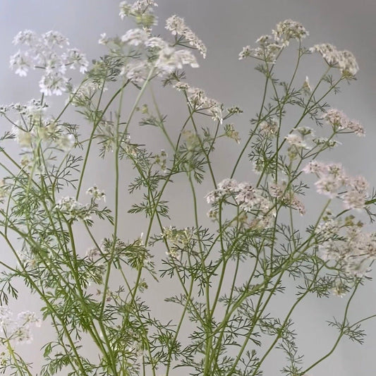 Koriander - Coriandrum sativum - Tuinkabouter Chrisje