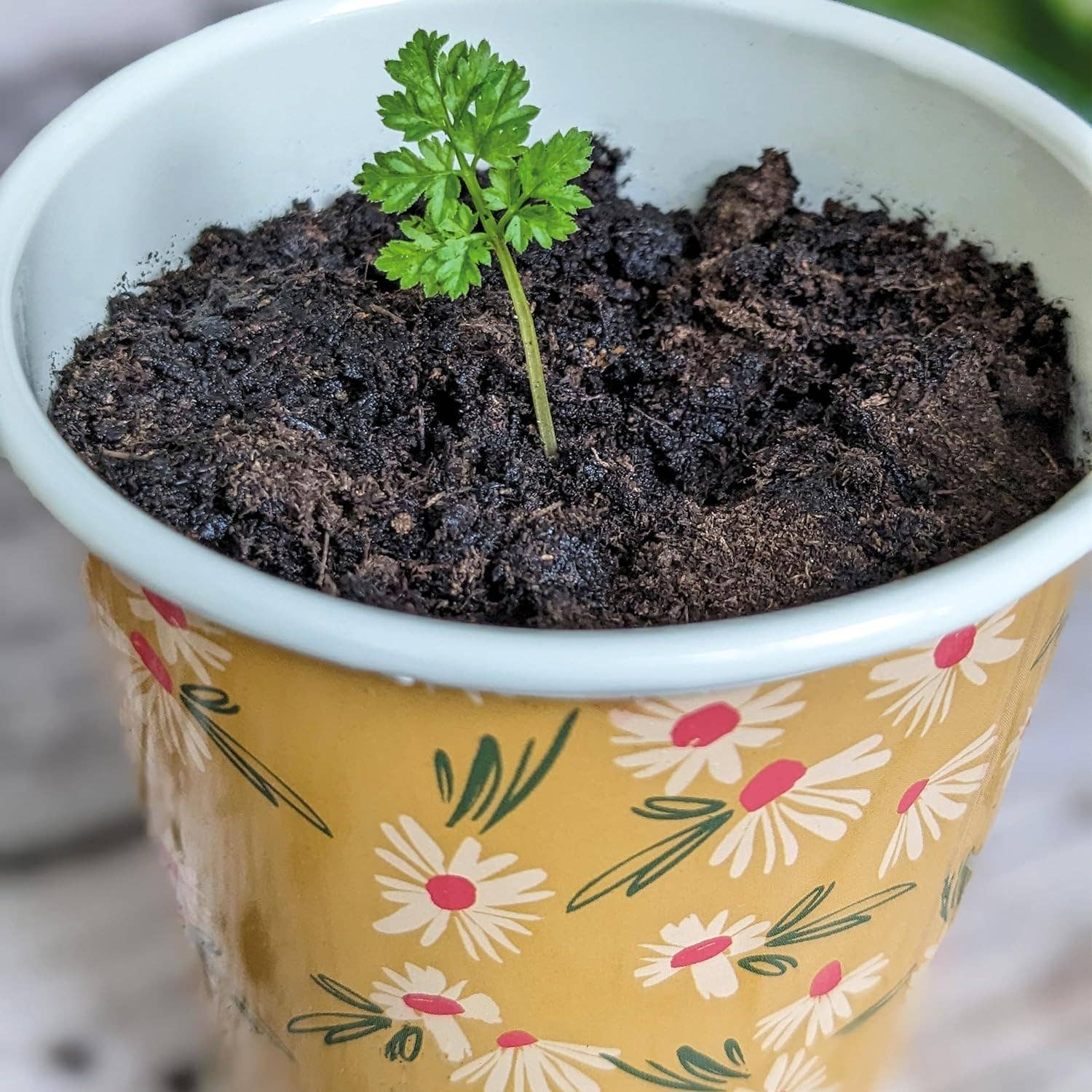 Kruidenpotjes met schaaltje – set van 3 - Tuinkabouter Chrisje