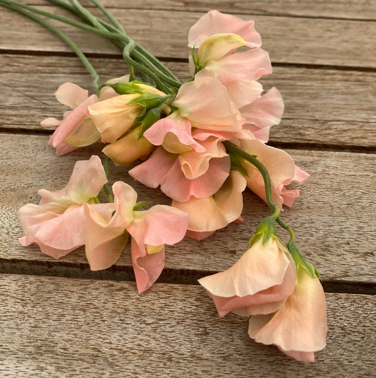 Lathyrus Odoratus - Reukerwt "Castlewellan" - 1 pakje per klant - Tuinkabouter Chrisje
