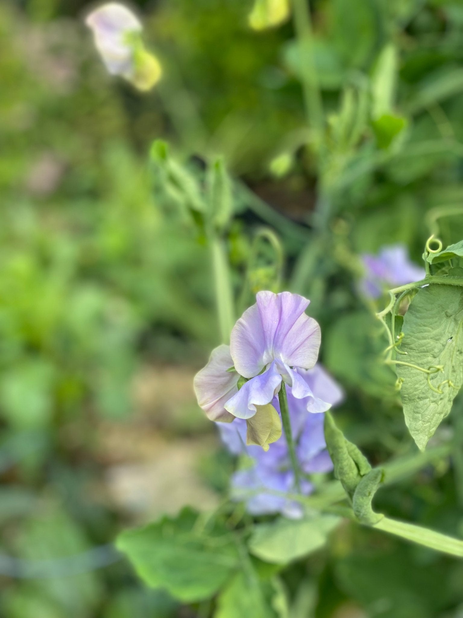 Lathyrus Odoratus - Reukerwt "Charlie's Angel” - Tuinkabouter Chrisje