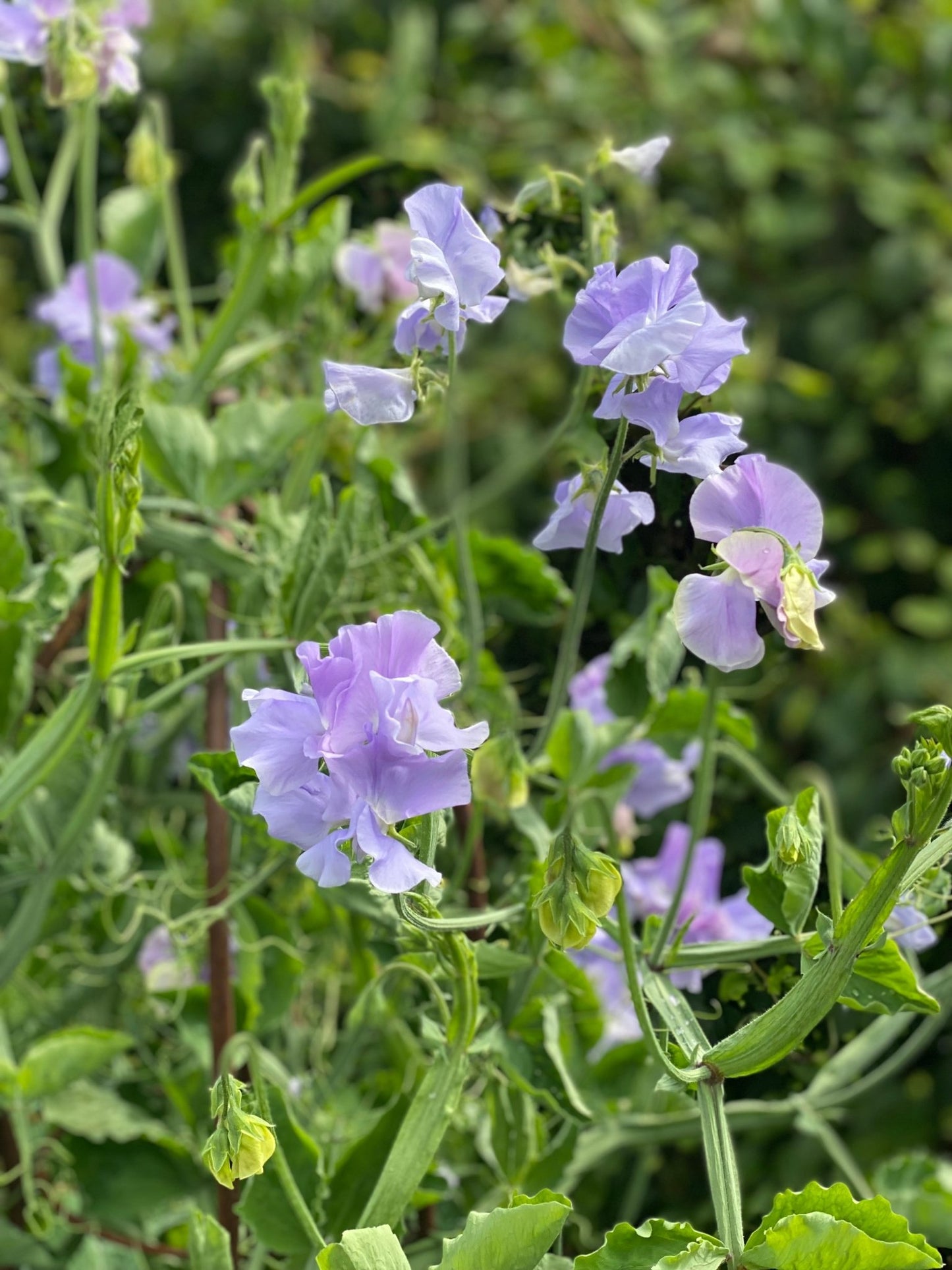 Lathyrus Odoratus - Reukerwt "Charlie's Angel” - Tuinkabouter Chrisje