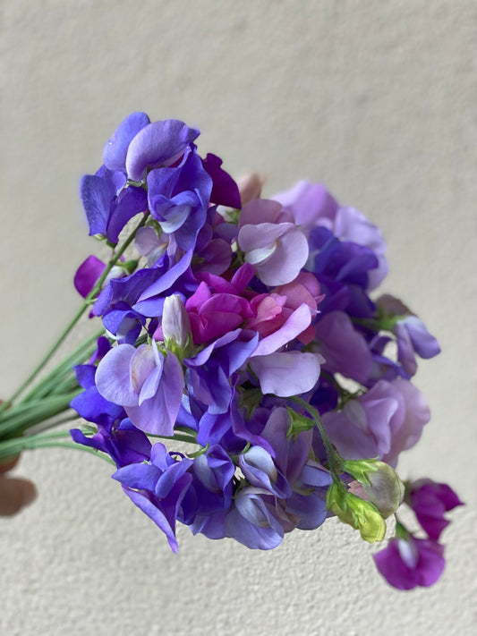 Lathyrus Odoratus - Reukerwt "Chrisje's Amethyst Mix” - Tuinkabouter Chrisje