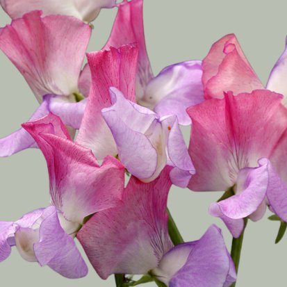 Lathyrus Odoratus - Reukerwt "Enchanté” - Tuinkabouter Chrisje