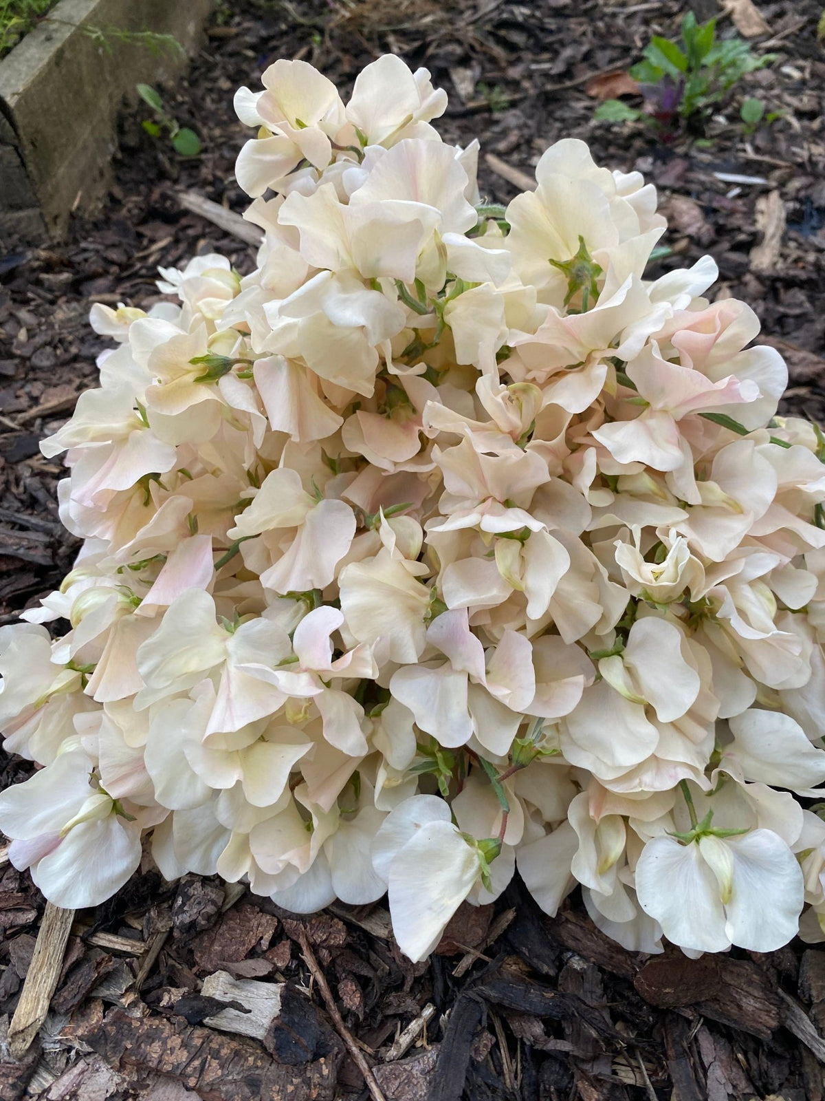 Lathyrus Odoratus - Reukerwt "Juliet" - Tuinkabouter Chrisje