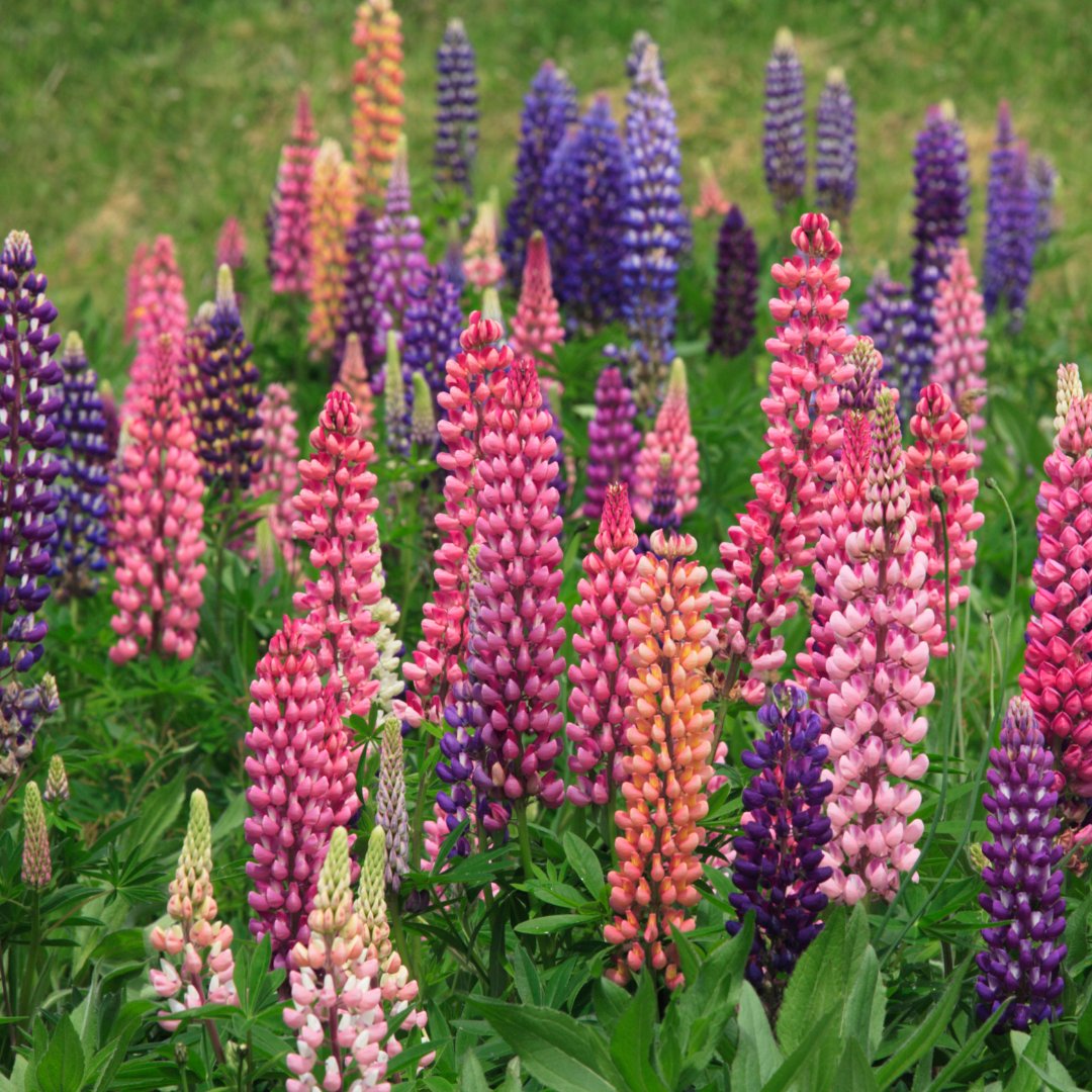 Lupinus polyphyllus Russell mix - Tuinkabouter Chrisje