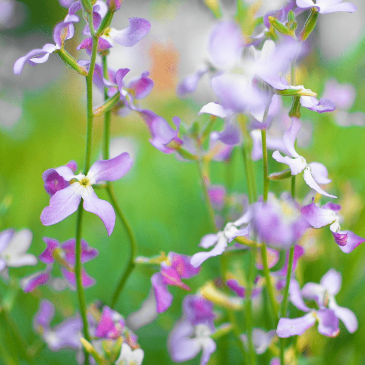 Matthiola longipetala sub. bicornis Starlight Scentsation - Tuinkabouter Chrisje
