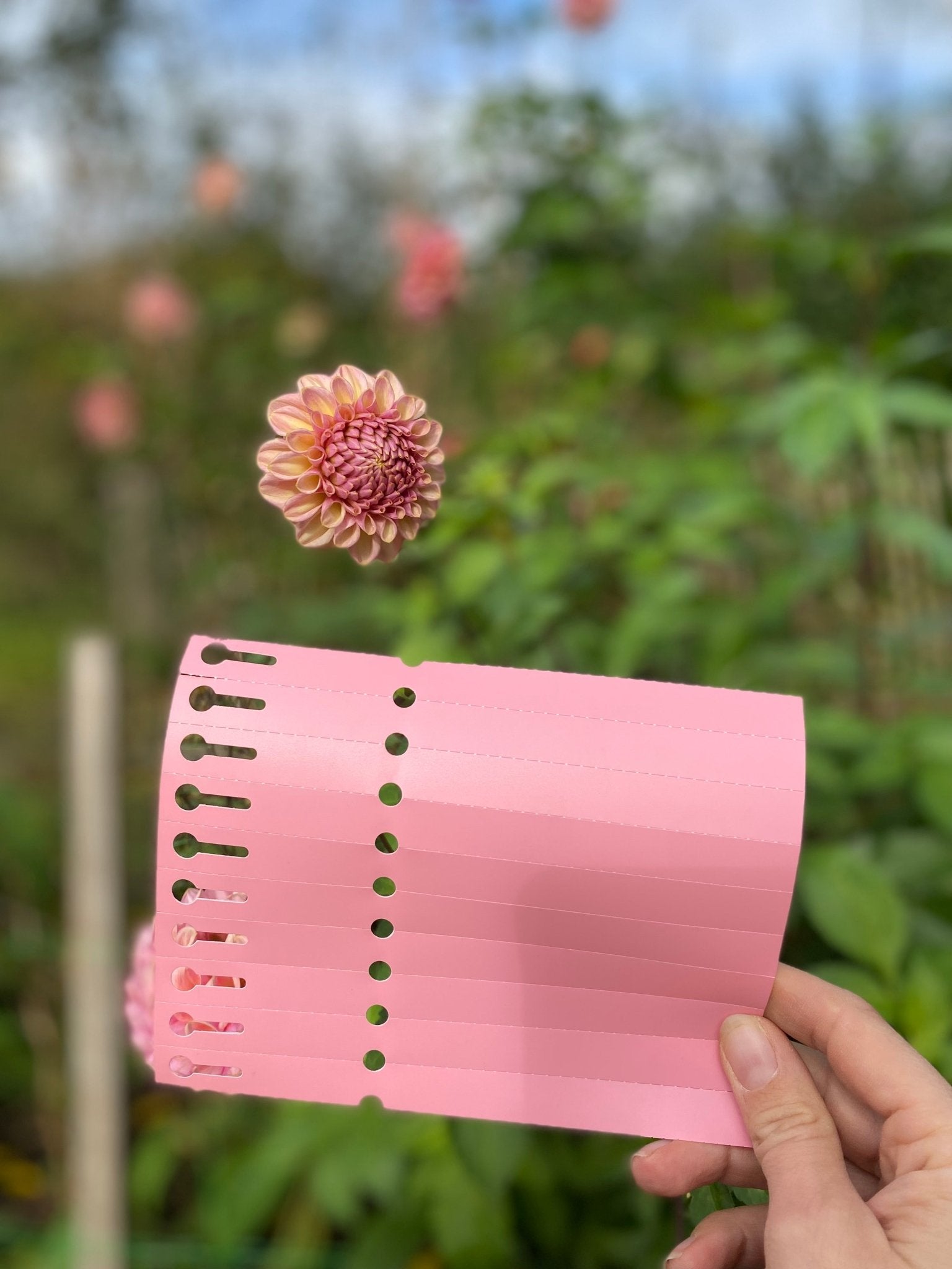 Naamlabels Dahlia - 10 stuks - Tuinkabouter Chrisje