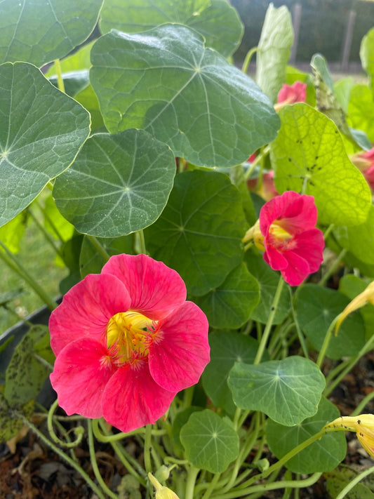Nasturtium - Tropaeolum minus Jewel Cherry Rose - Tuinkabouter Chrisje