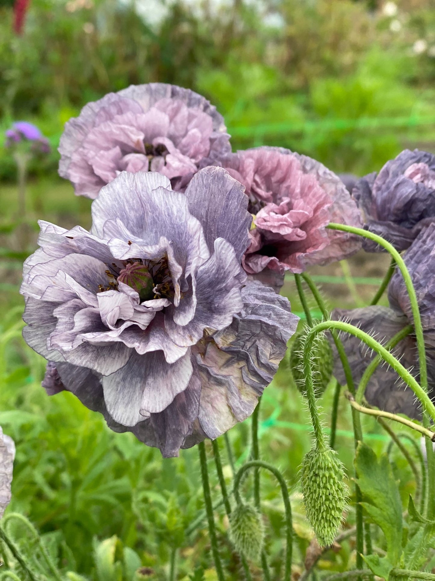 Papaver Rhoeas 'Amazing Grey' - Tuinkabouter Chrisje