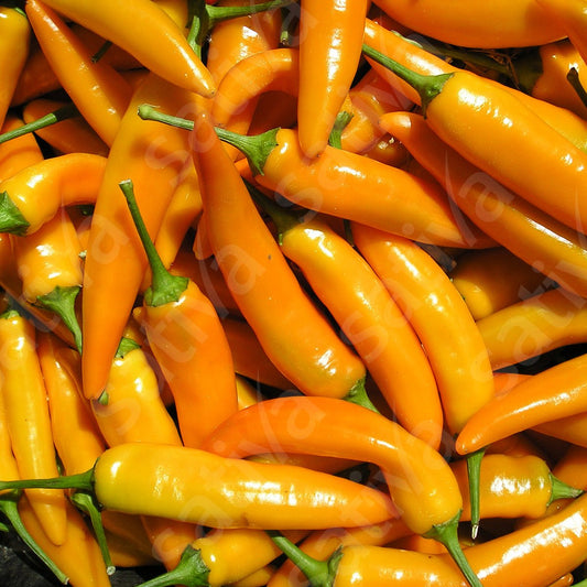 Paprika/Peper ‘Tequila Sunrise’ – Bio van Sativa - Tuinkabouter Chrisje