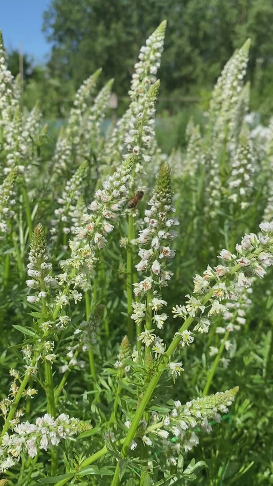 Reseda Alba - white reseda