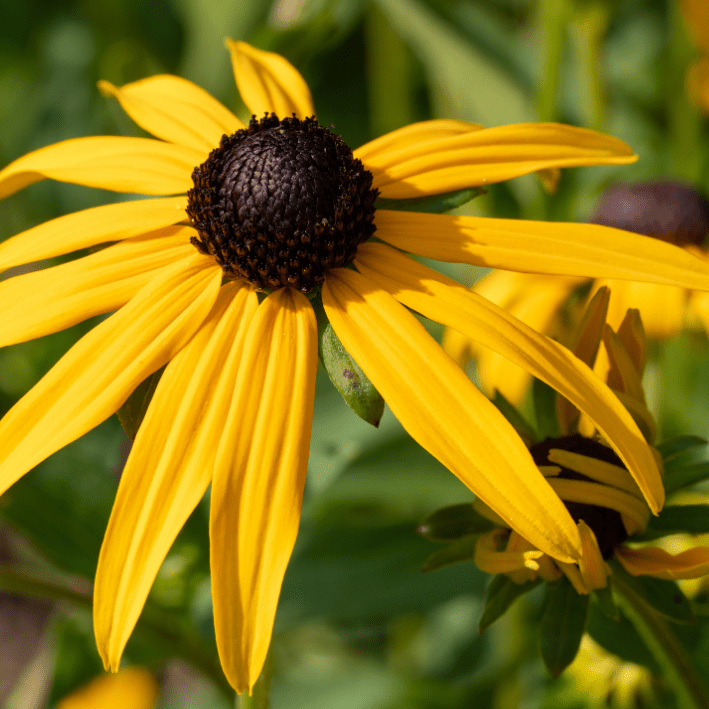 Rudbeckia fulgida Goldsturm - zonnehoed - Tuinkabouter Chrisje