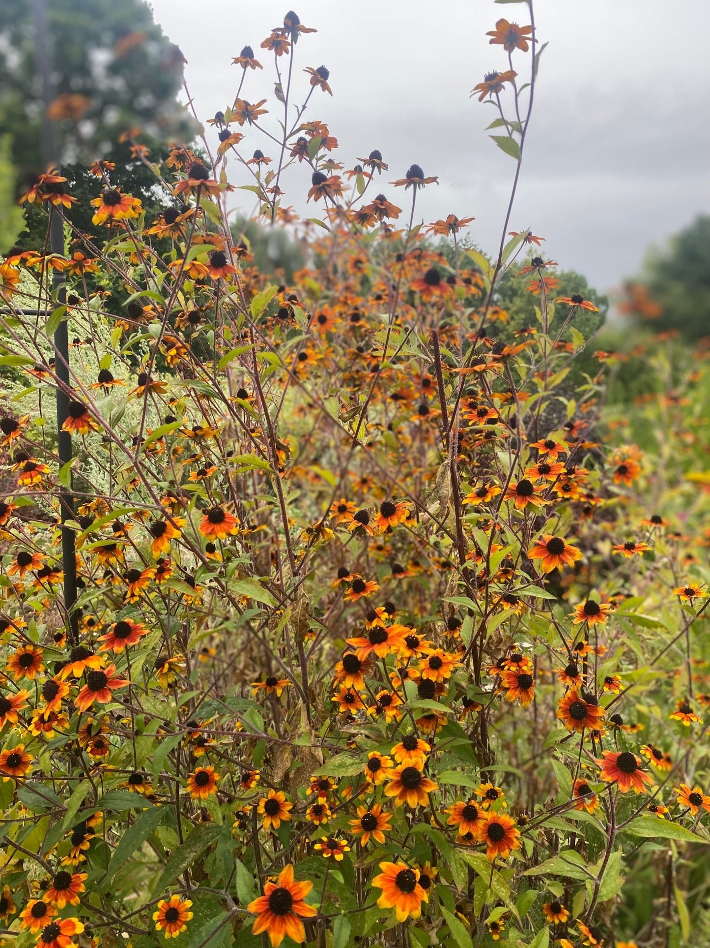 Rudbeckia triloba 'Prairie Glow' - Tuinkabouter Chrisje