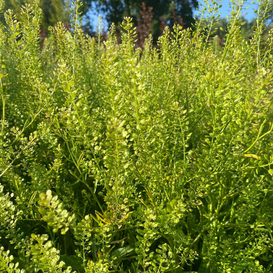 Thlaspi 'Green Bell' - Tuinkabouter Chrisje