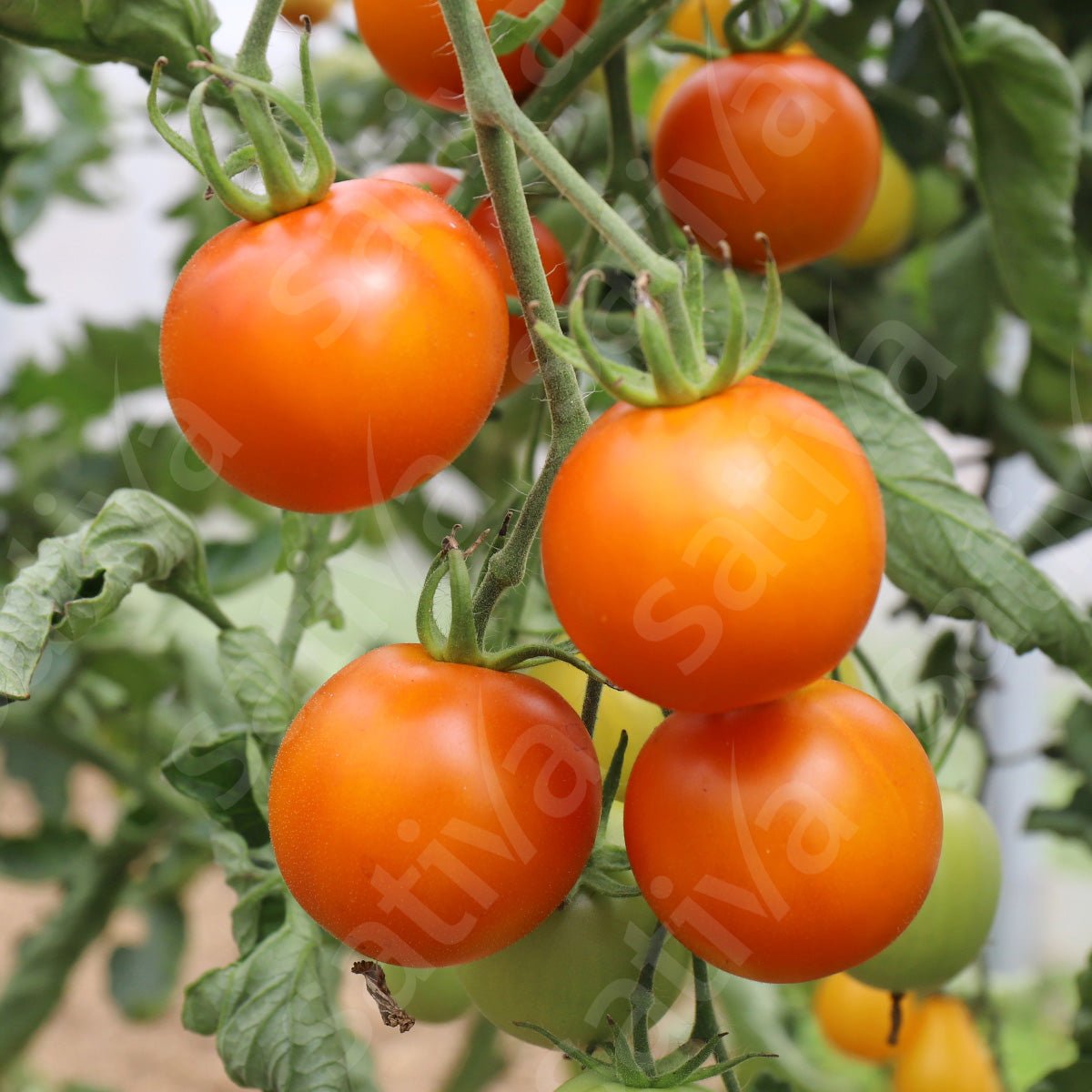 Tomaat Auriga - Bio van Sativa - Tuinkabouter Chrisje