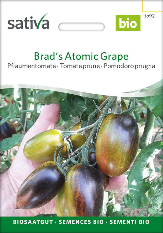 Tomaat ‘Brad’s Atomic Grape’ – Bio van Sativa - Tuinkabouter Chrisje