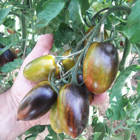Tomaat ‘Brad’s Atomic Grape’ – Bio van Sativa - Tuinkabouter Chrisje