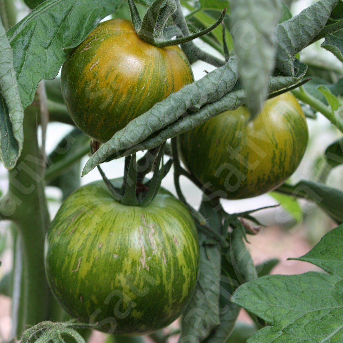 Tomaat ‘Green Zebra’ – Bio van Sativa - Tuinkabouter Chrisje