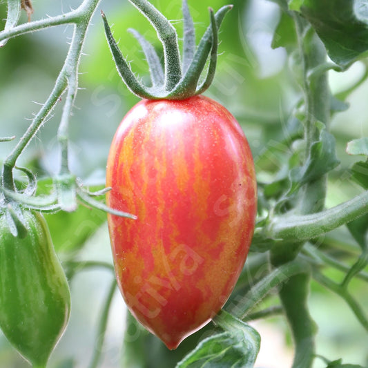 Tomaat ‘Pink Tiger’ – Bio van Sativa - Tuinkabouter Chrisje