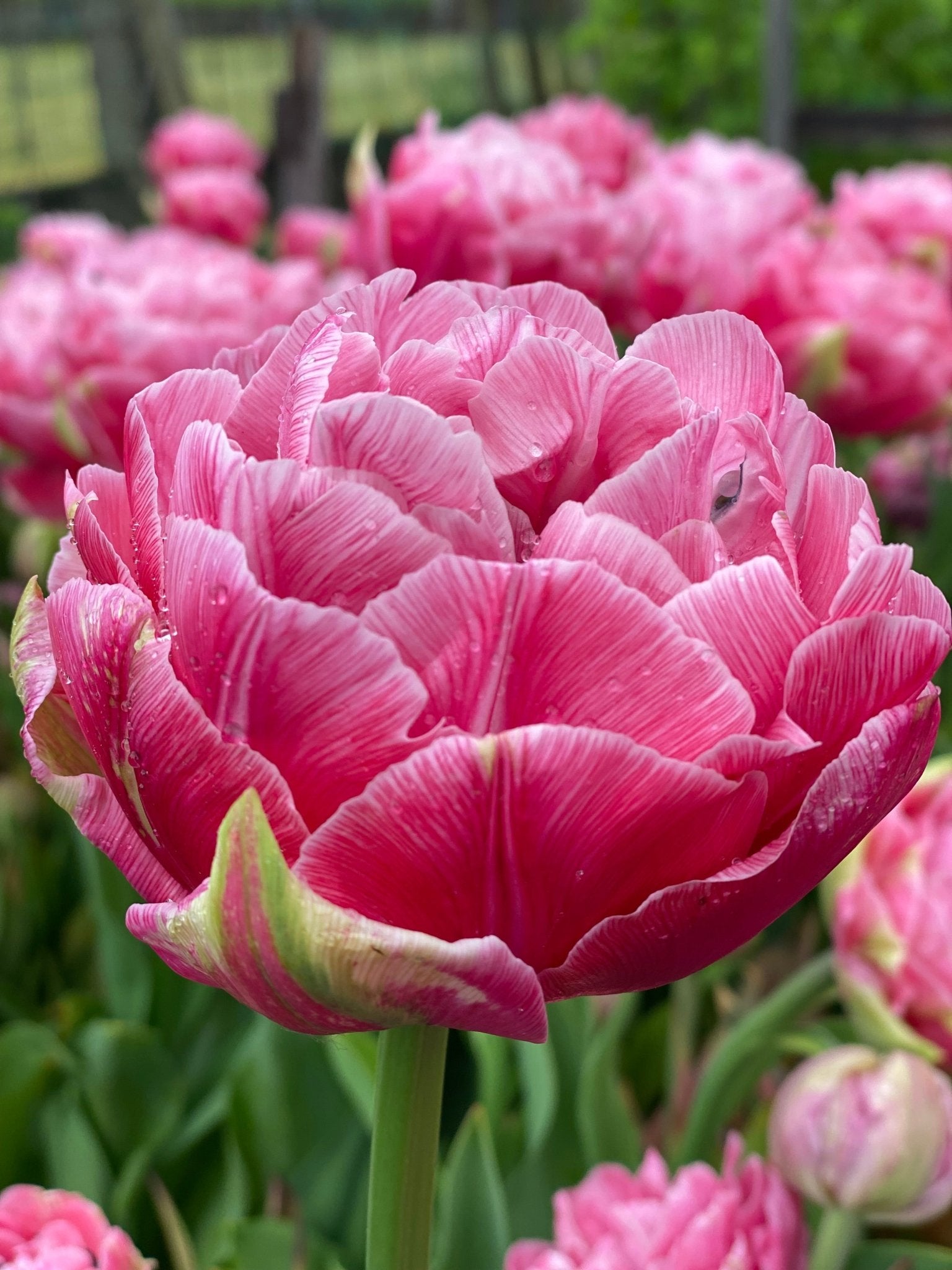 Tulp ‘Amazing Grace’ – 10 bollen PRE-ORDER - Tuinkabouter Chrisje