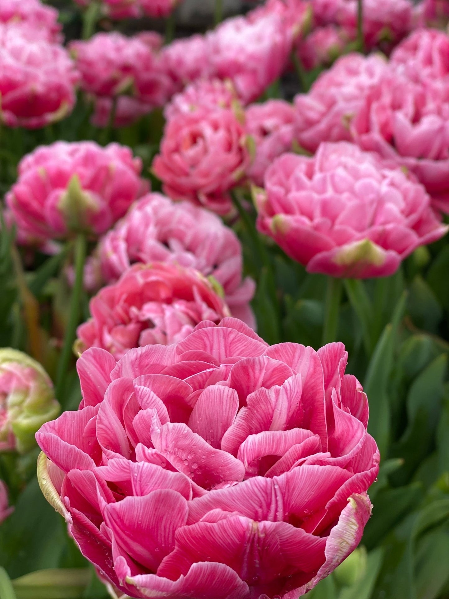 Tulp ‘Amazing Grace’ – 10 bollen PRE-ORDER - Tuinkabouter Chrisje