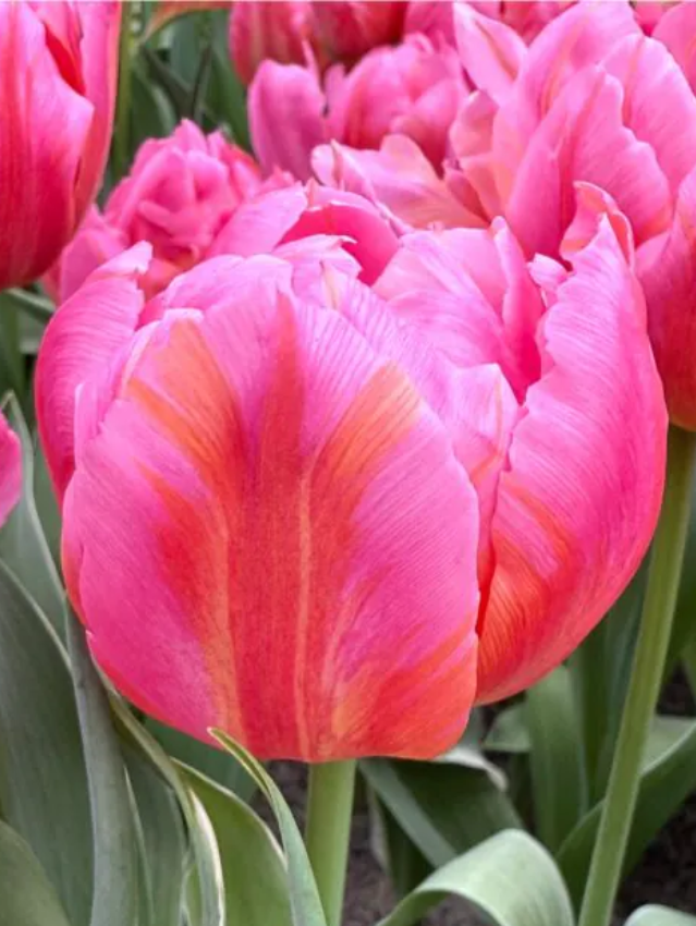 Tulp ‘Dotcom’ – 10 bollen PRE-ORDER - Tuinkabouter Chrisje