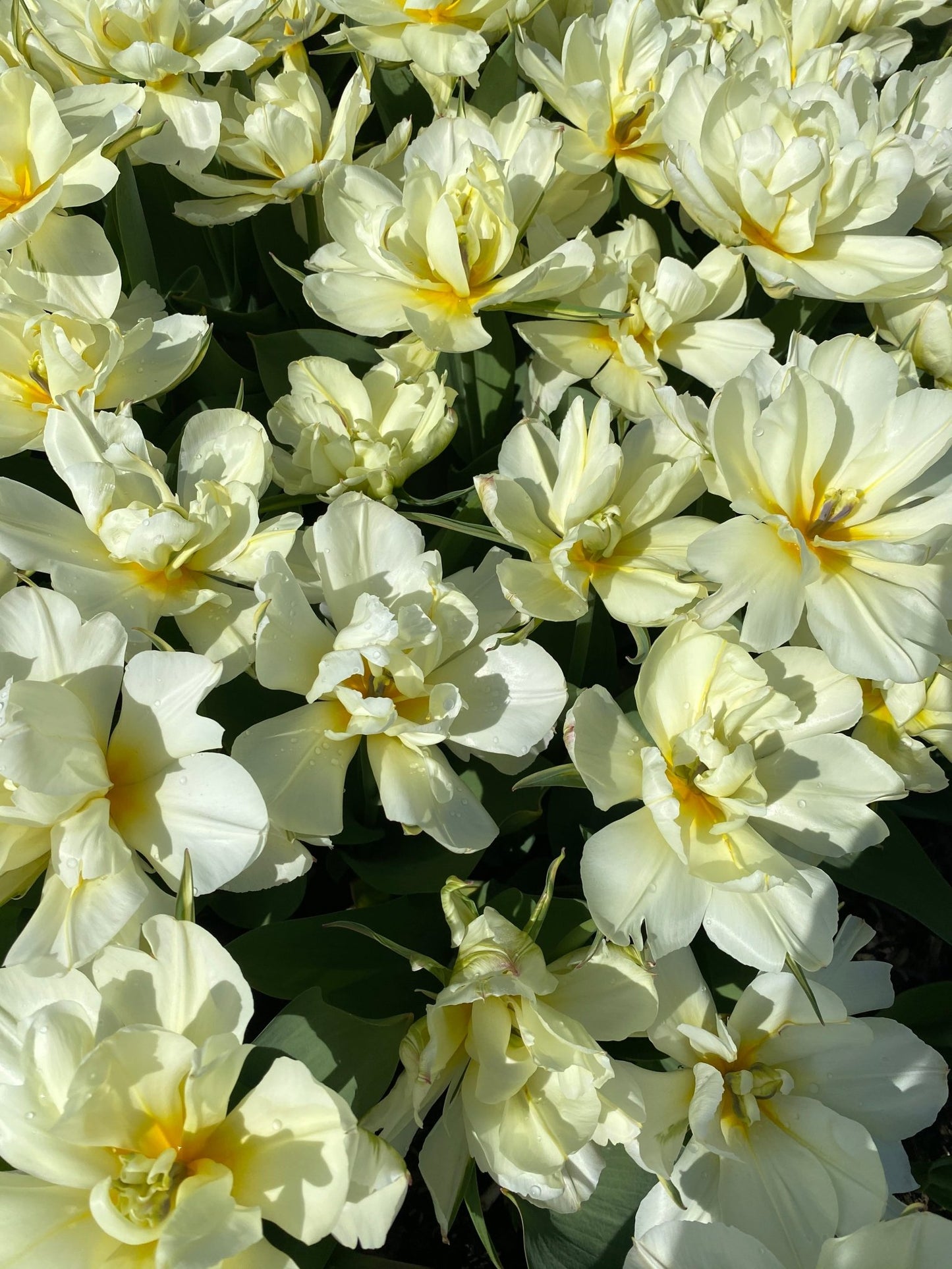 Tulp ‘Exotic Emperor’ – 10 bollen PRE-ORDER - Tuinkabouter Chrisje