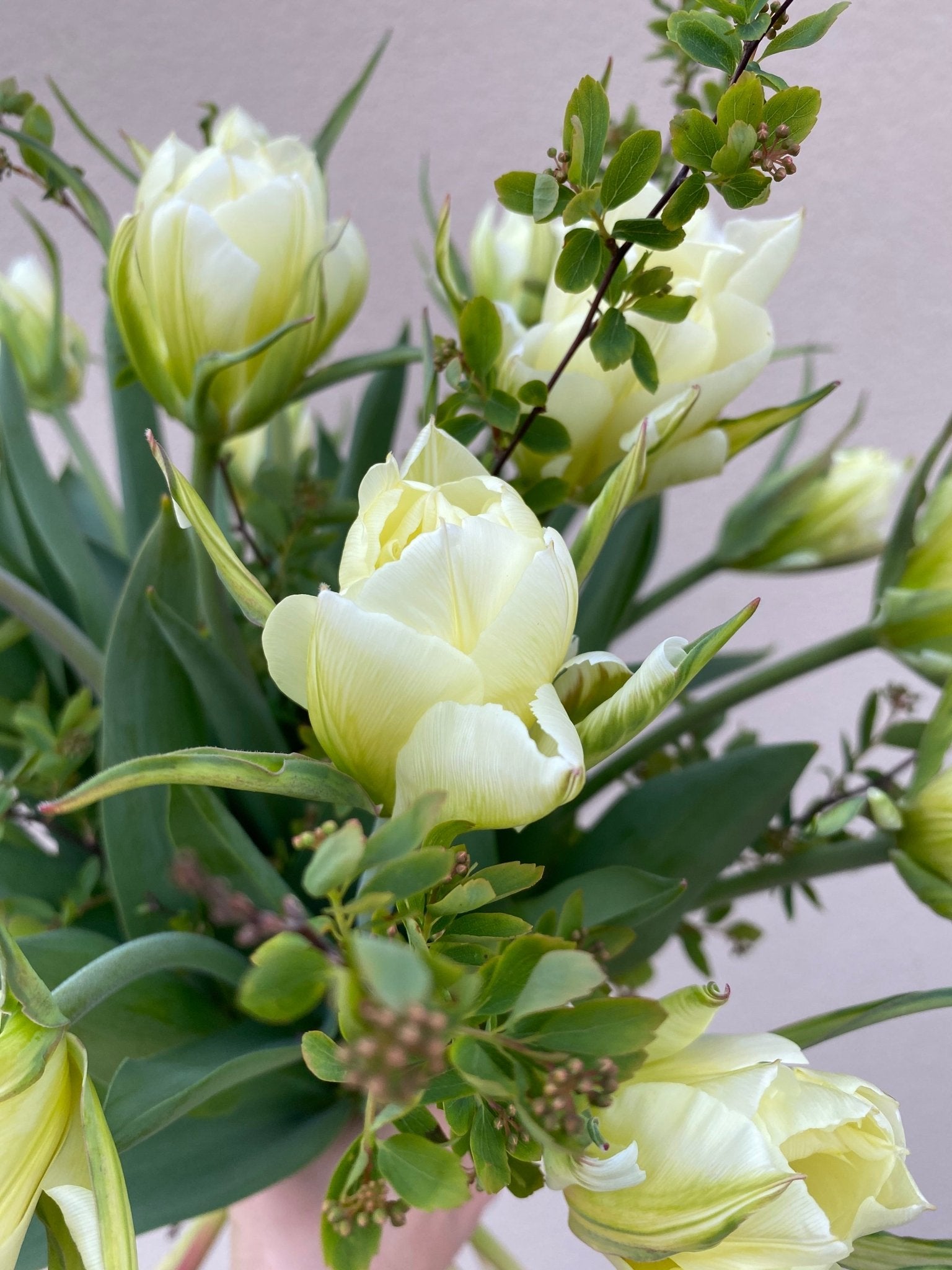 Tulp ‘Exotic Emperor’ – 10 bollen PRE-ORDER - Tuinkabouter Chrisje